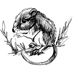 Раскраска: крыса (Животные) #15190 - Раскраски для печати