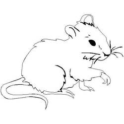 Раскраска: крыса (Животные) #15249 - Раскраски для печати