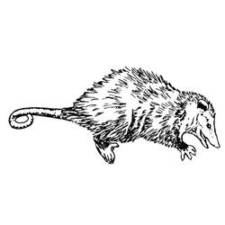 Раскраска: крыса (Животные) #15254 - Раскраски для печати