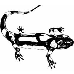 Раскраска: саламандра (Животные) #19889 - Раскраски для печати