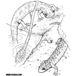 Раскраска: саламандра (Животные) #19890 - Раскраски для печати