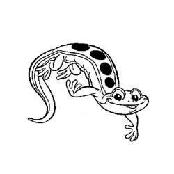 Раскраска: саламандра (Животные) #19891 - Раскраски для печати