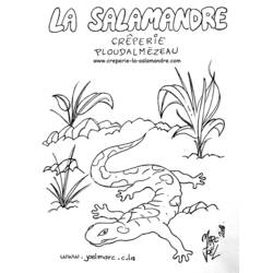 Раскраска: саламандра (Животные) #19893 - Раскраски для печати