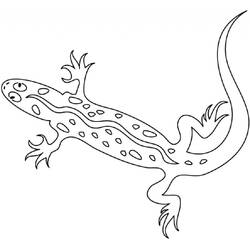Раскраска: саламандра (Животные) #19930 - Раскраски для печати