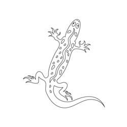Раскраска: саламандра (Животные) #19946 - Раскраски для печати