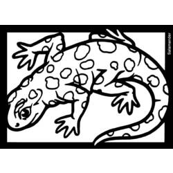 Раскраска: саламандра (Животные) #19952 - Раскраски для печати