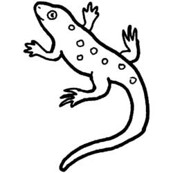 Раскраска: саламандра (Животные) #19975 - Раскраски для печати