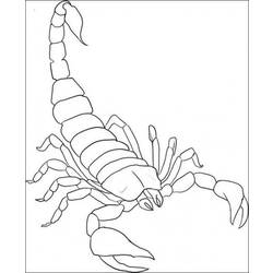 Раскраска: Скорпион (Животные) #14539 - Раскраски для печати