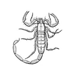 Раскраска: Скорпион (Животные) #14543 - Раскраски для печати