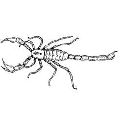 Раскраска: Скорпион (Животные) #14544 - Раскраски для печати