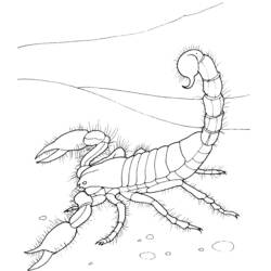 Раскраска: Скорпион (Животные) #14553 - Раскраски для печати