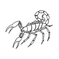 Раскраска: Скорпион (Животные) #14574 - Раскраски для печати