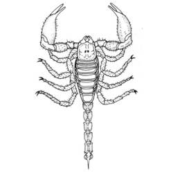 Раскраска: Скорпион (Животные) #14590 - Раскраски для печати