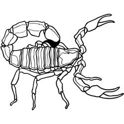 Раскраска: Скорпион (Животные) #14601 - Раскраски для печати