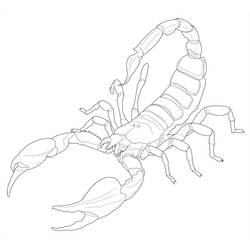 Раскраска: Скорпион (Животные) #14624 - Раскраски для печати