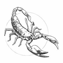 Раскраска: Скорпион (Животные) #14633 - Раскраски для печати
