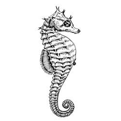 Раскраска: морской конек (Животные) #18599 - Раскраски для печати