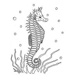 Раскраска: морской конек (Животные) #18600 - Раскраски для печати