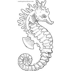 Раскраска: морской конек (Животные) #18611 - Раскраски для печати