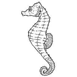 Раскраска: морской конек (Животные) #18615 - Бесплатные раскраски для печати