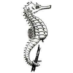 Раскраска: морской конек (Животные) #18631 - Бесплатные раскраски для печати