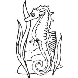 Раскраска: морской конек (Животные) #18632 - Раскраски для печати