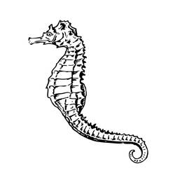 Раскраска: морской конек (Животные) #18636 - Бесплатные раскраски для печати