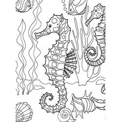Раскраска: морской конек (Животные) #18718 - Раскраски для печати