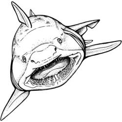 Раскраска: акула (Животные) #14762 - Раскраски для печати