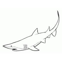 Раскраска: акула (Животные) #14770 - Раскраски для печати