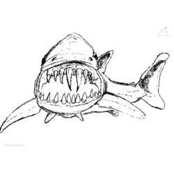 Раскраска: акула (Животные) #14775 - Раскраски для печати