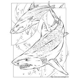 Раскраска: акула (Животные) #14799 - Бесплатные раскраски для печати
