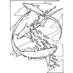 Раскраска: акула (Животные) #14801 - Раскраски для печати