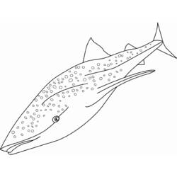 Раскраска: акула (Животные) #14808 - Раскраски для печати