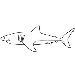 Раскраска: акула (Животные) #14809 - Раскраски для печати
