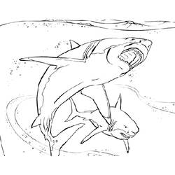 Раскраска: акула (Животные) #14827 - Бесплатные раскраски для печати