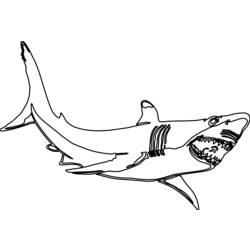 Раскраска: акула (Животные) #14837 - Раскраски для печати