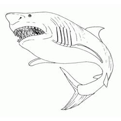Раскраски: акула - Раскраски для печати