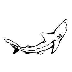 Раскраска: акула (Животные) #14849 - Бесплатные раскраски для печати