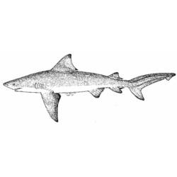 Раскраска: акула (Животные) #14853 - Бесплатные раскраски для печати