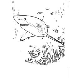 Раскраска: акула (Животные) #14858 - Раскраски для печати