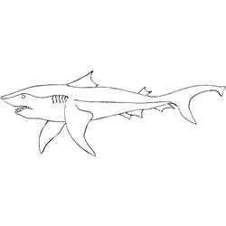 Раскраска: акула (Животные) #14860 - Раскраски для печати