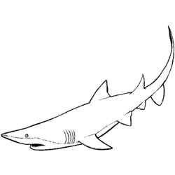 Раскраска: акула (Животные) #14871 - Раскраски для печати