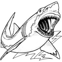 Раскраска: акула (Животные) #14896 - Раскраски для печати