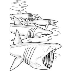 Раскраска: акула (Животные) #14902 - Раскраски для печати