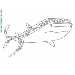 Раскраска: акула (Животные) #14905 - Раскраски для печати