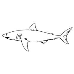 Раскраска: акула (Животные) #14910 - Раскраски для печати