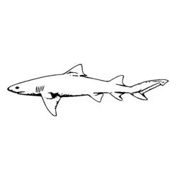 Раскраска: акула (Животные) #14920 - Бесплатные раскраски для печати