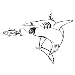 Раскраска: акула (Животные) #14921 - Бесплатные раскраски для печати
