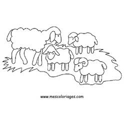 Раскраска: овца (Животные) #11414 - Раскраски для печати